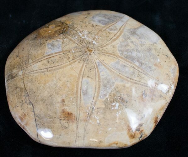 Top Quality Polished Fossil Sand Dollar #9052